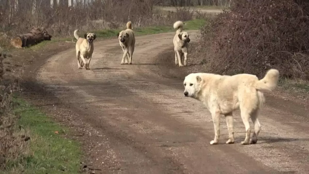 Başıboş sokak köpekleri \'beyaz kanser\' tehlikesi yayıyor