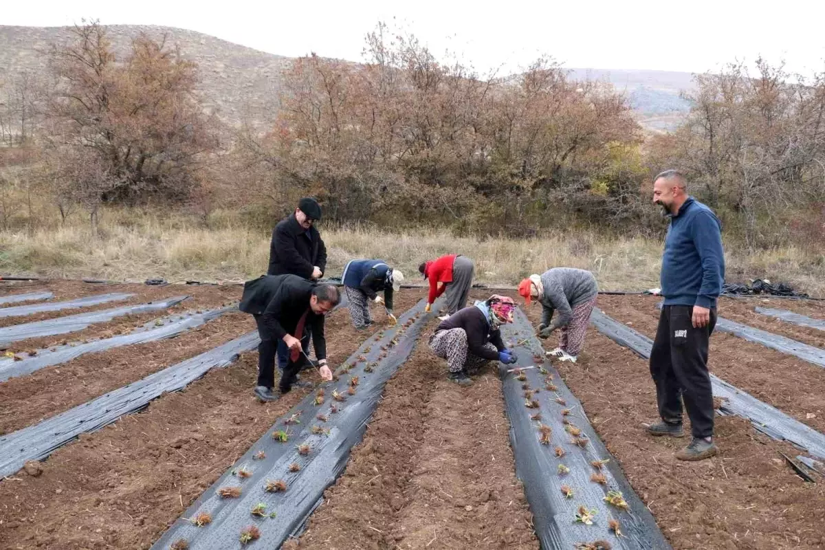 Erzincan\'da Çilek Yetiştiriciliği Projesi