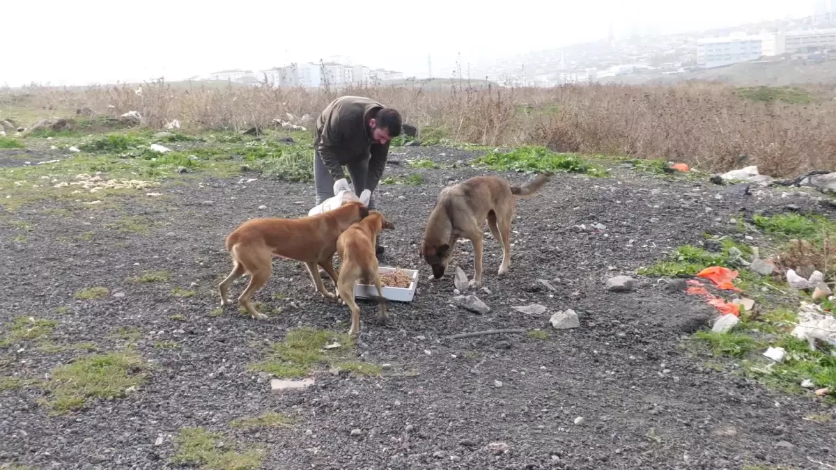 Esenyurt Belediyesi\'nden Sokak Hayvanlarına Destek