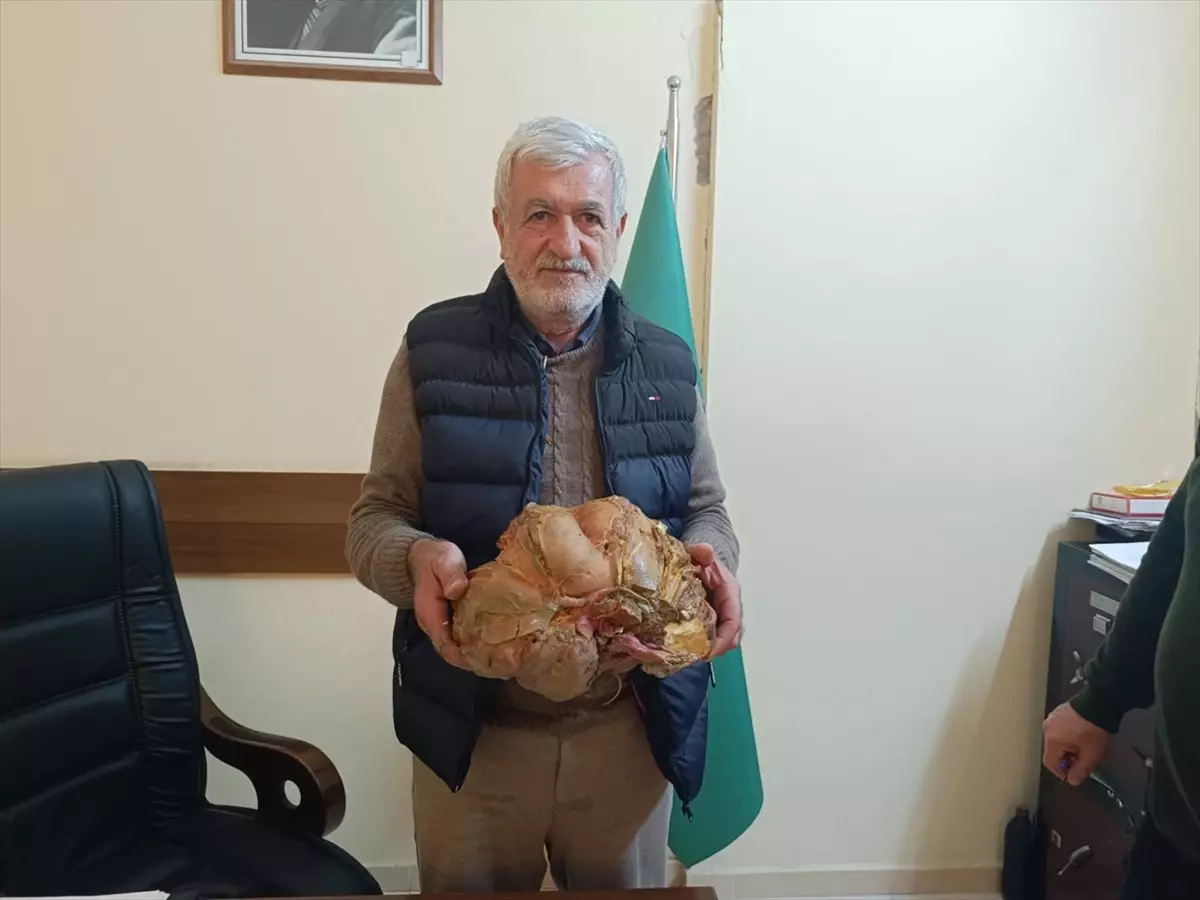 Samandağ\'da Dev Tatlı Patates