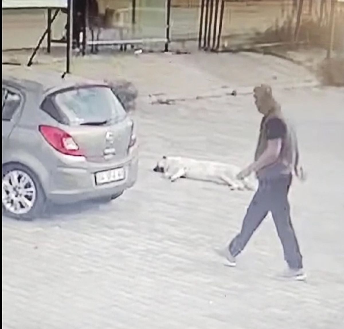 Bodrum\'da Bir Sürücü Yolda Yatan Köpeği EZDİ