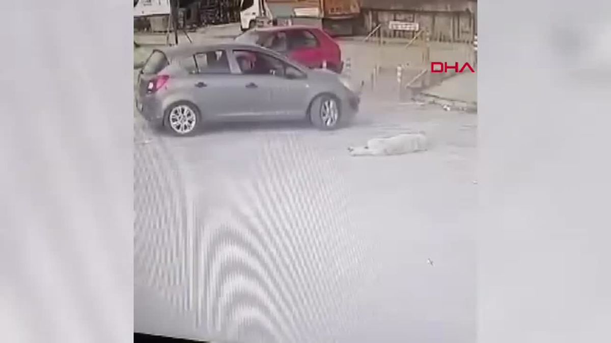 Bodrum\'da Sürücü, Yolda Yatan Köpeği Ezdi