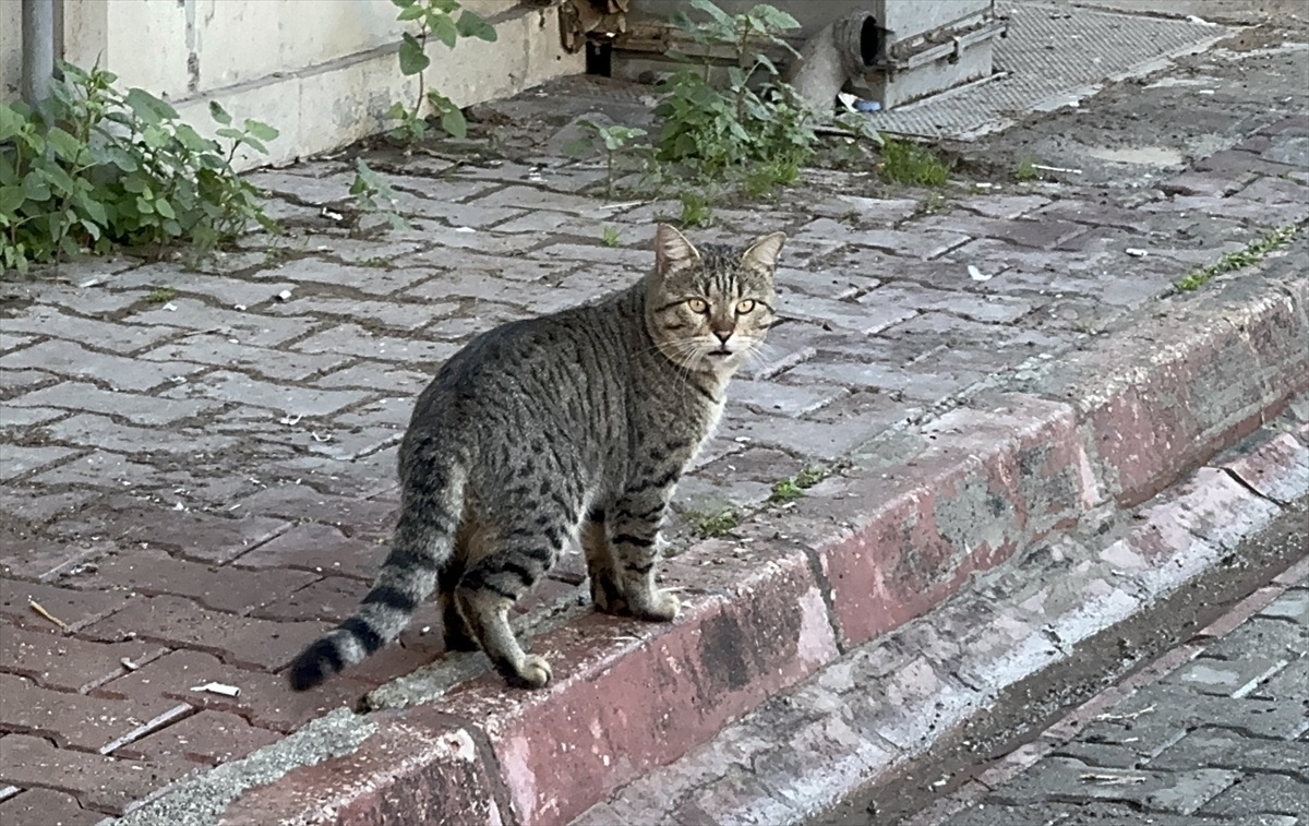 Kedi Döner Yemeğini Kapıp Gitti