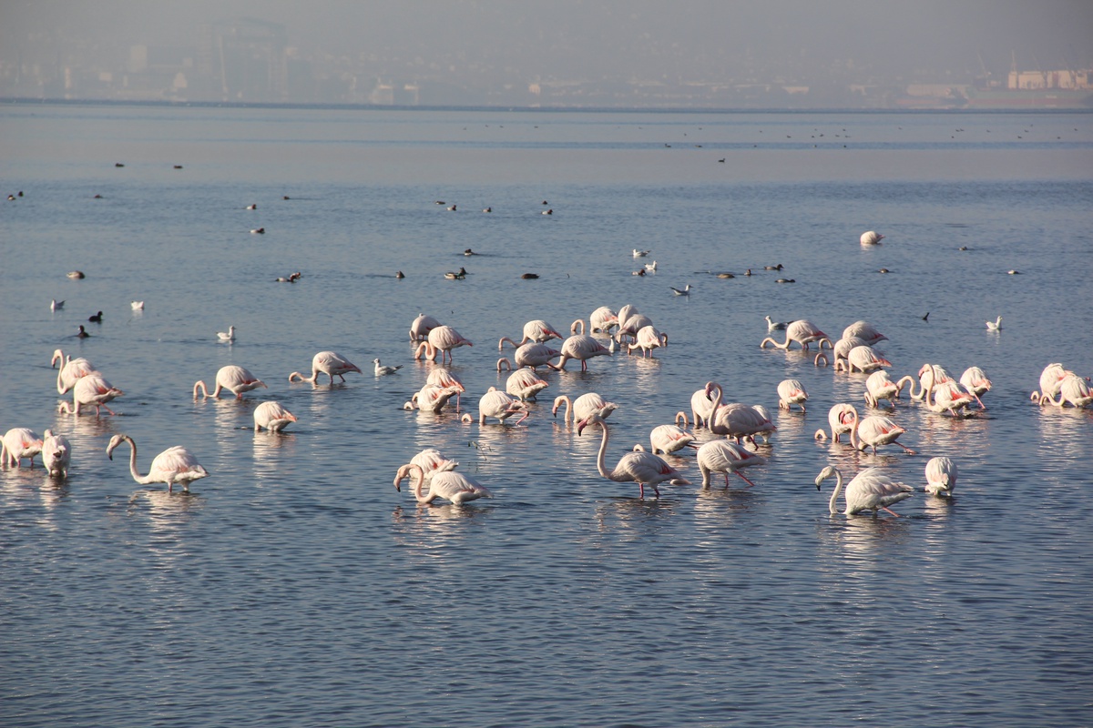 İzmit Körfezi\'nde Flamingo Popülasyonu Artıyor