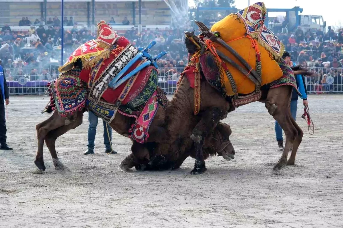 Karpuzlu\'da Deve Güreşleri İçin Hazırlıklar Tamamlandı