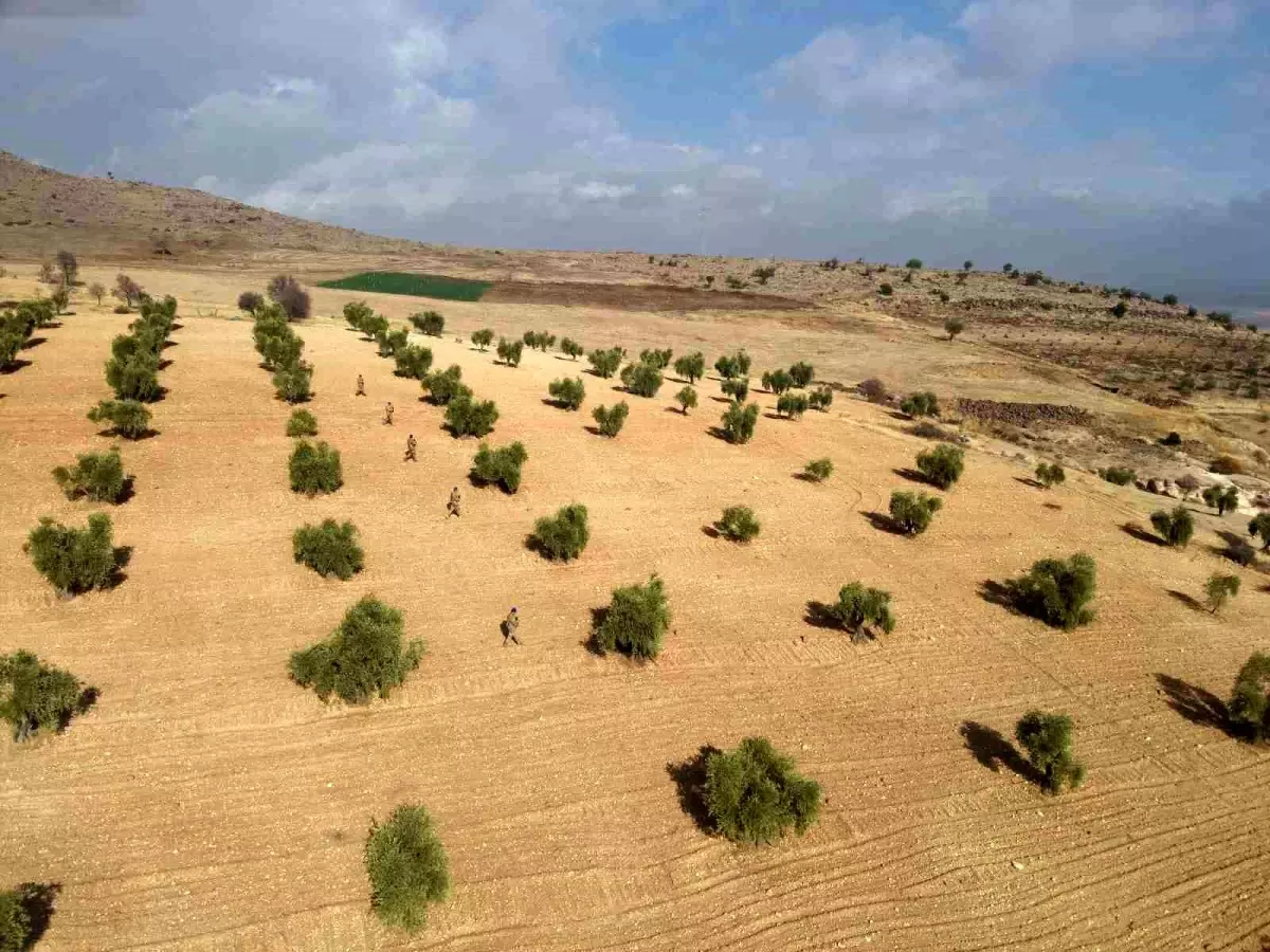 Kilis\'te Zeytin Hırsızlıklarına Jandarma Önlemi