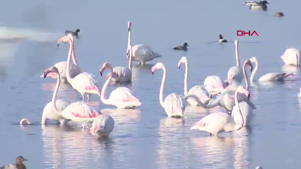İzmit Körfezi\'nde Flamingo Popülasyonu Artıyor