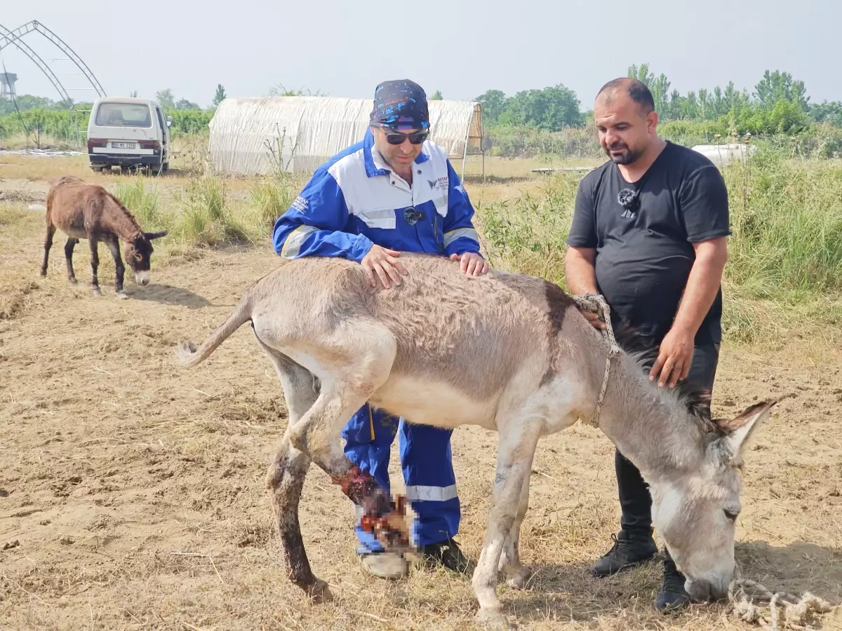 Yaralı Eşek \'Dost\', 6 Ay Sonunda İyileşerek Yürümeye Başladı