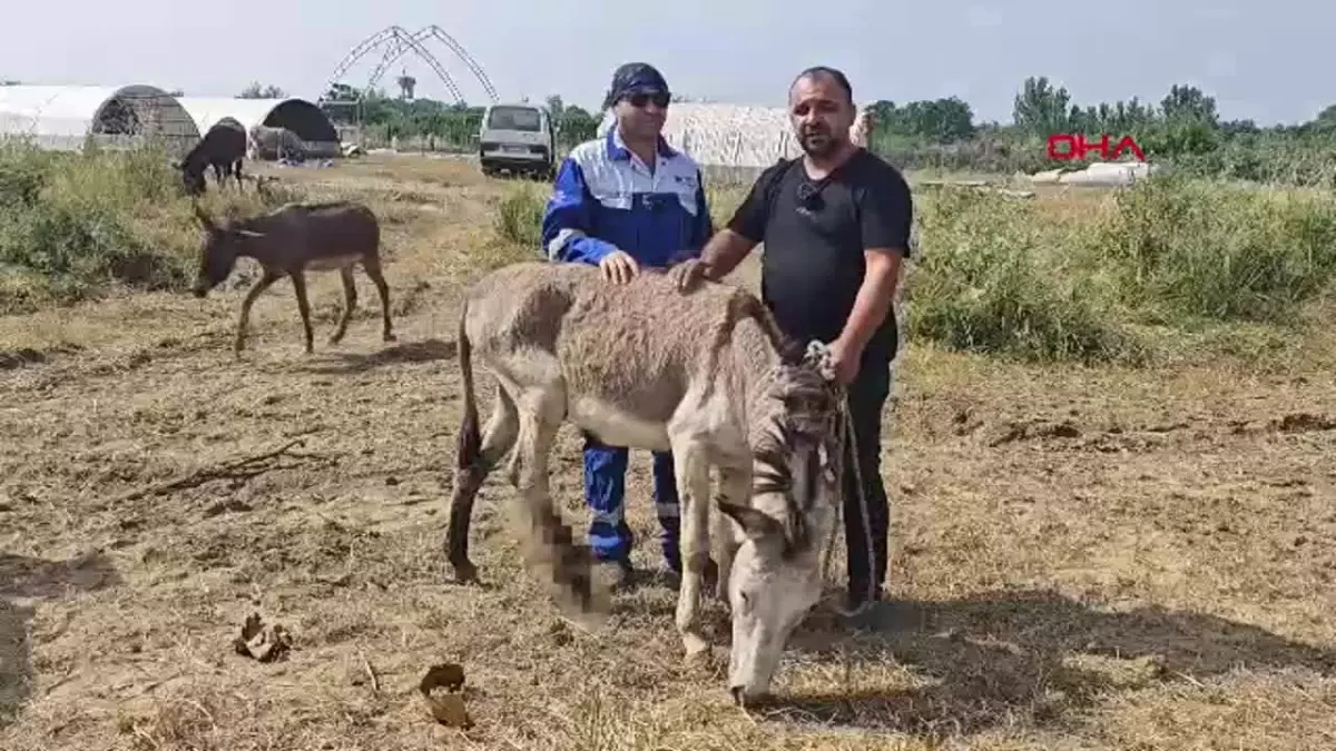 Terk Edilen Eşek Dost İyileşerek Hayata Döndü