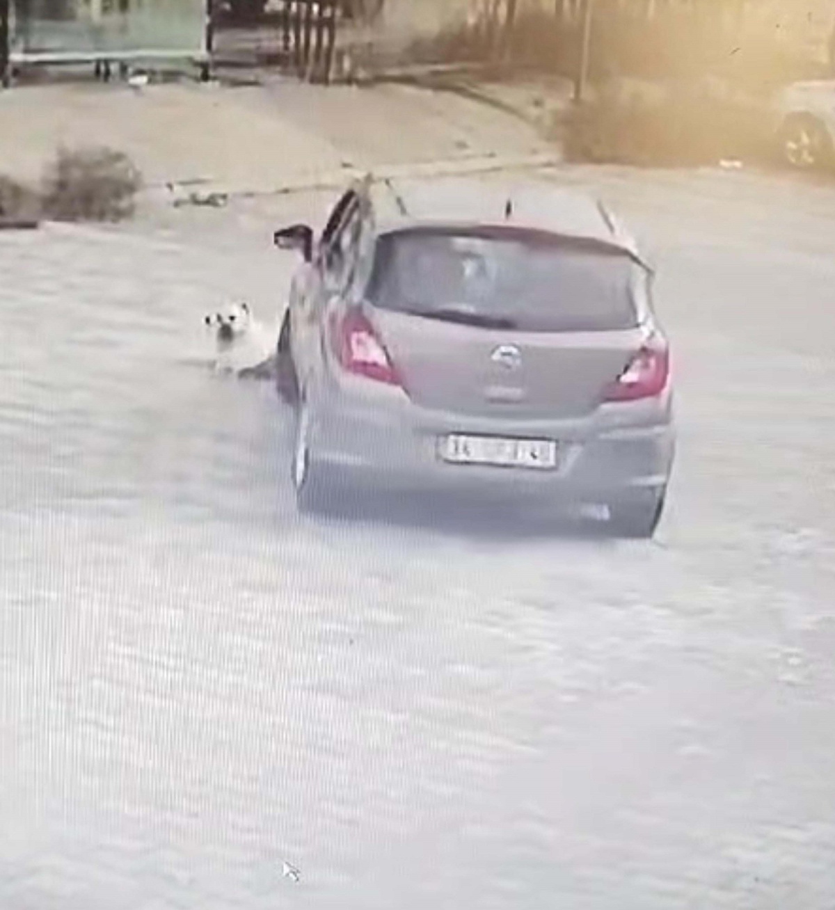 Bodrum\'da Yolda Yatan Köpeği Ezen Sürücü Yakalandı