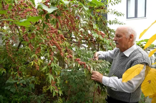 Emekli Öğretmenden Tropikal Bahçe: 200 Çeşit Meyve Yetiştiriyor