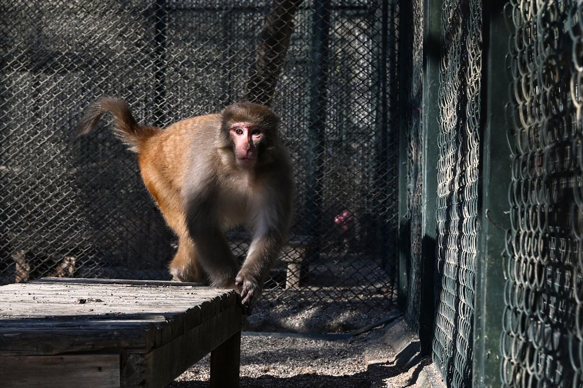Kaçak Rhesus Maymunu Antalya Doğal Yaşam Parkı\'nda