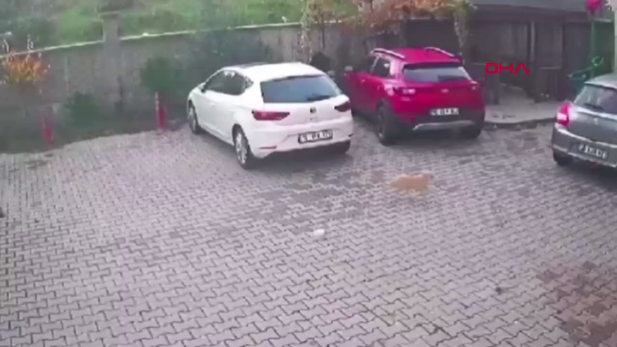 Bursa\'da Köpeğe Saldırı Anları Güvenlik Kamerasında