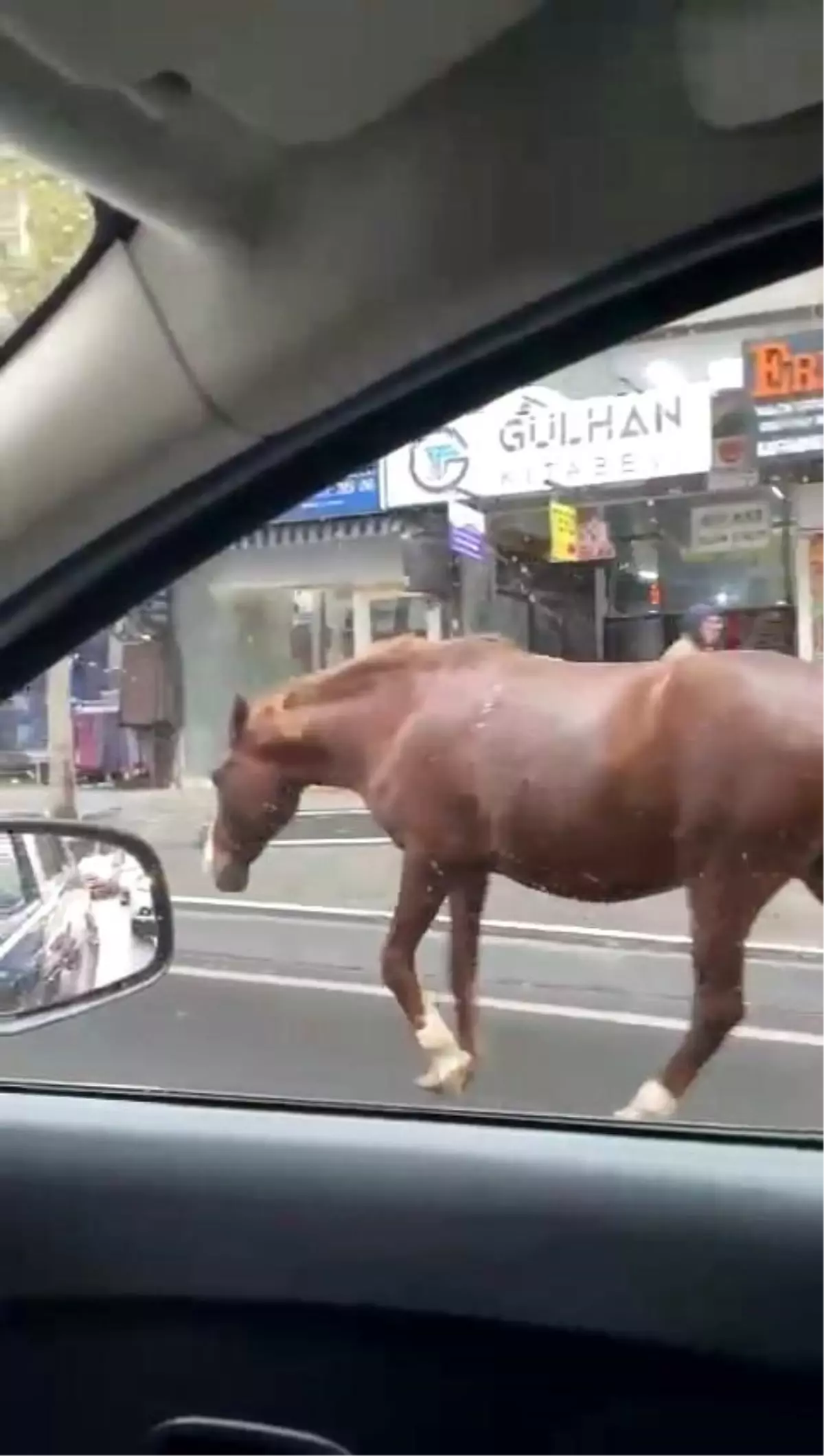 Süleymanpaşa\'da Başıboş Atlar Sokaklarda