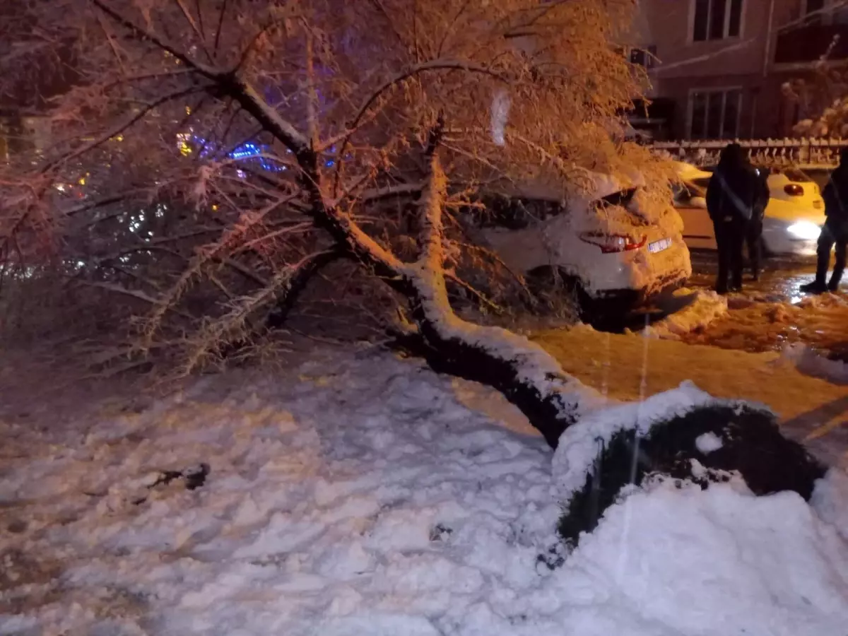 Bilecik\'te Park Halindeki Otomobilin Üzerine Ağaç Devrildi