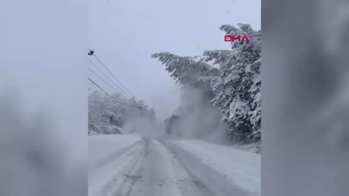 Bolu\'da Kar Yağışı Nedeniyle Devrilen Ağaç Yolu Kapattı