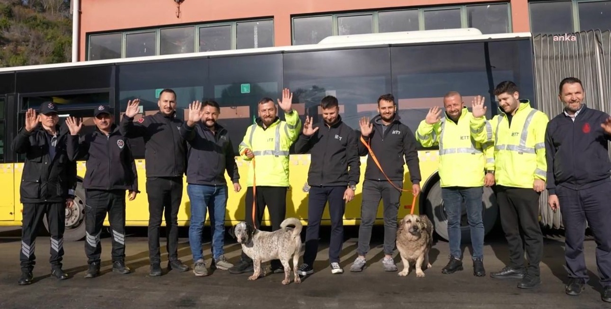İETT\'den Sokak Hayvanlarına Yeni Yaşam Alanları