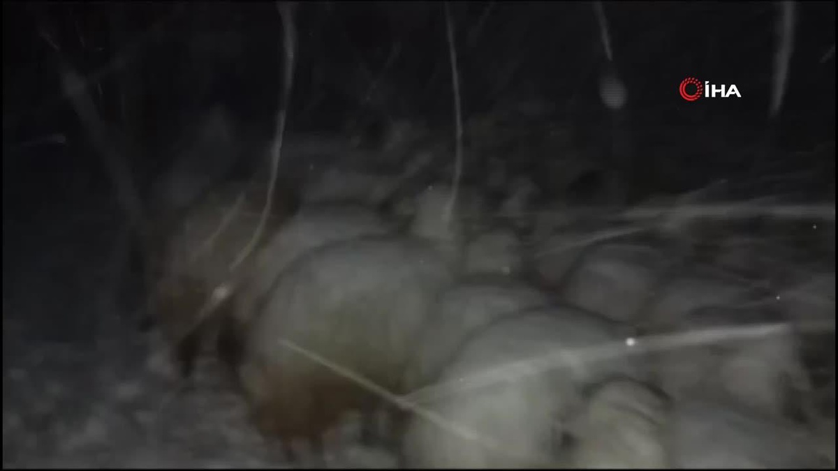 Kar ve Tipi Çobanın Başını Belaya Soktu