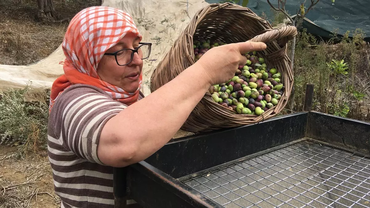 Zeytin Hasadı İçin İşçi Bulunamıyor: Günlük 3 Bin TL Yevmiye Yetmiyor