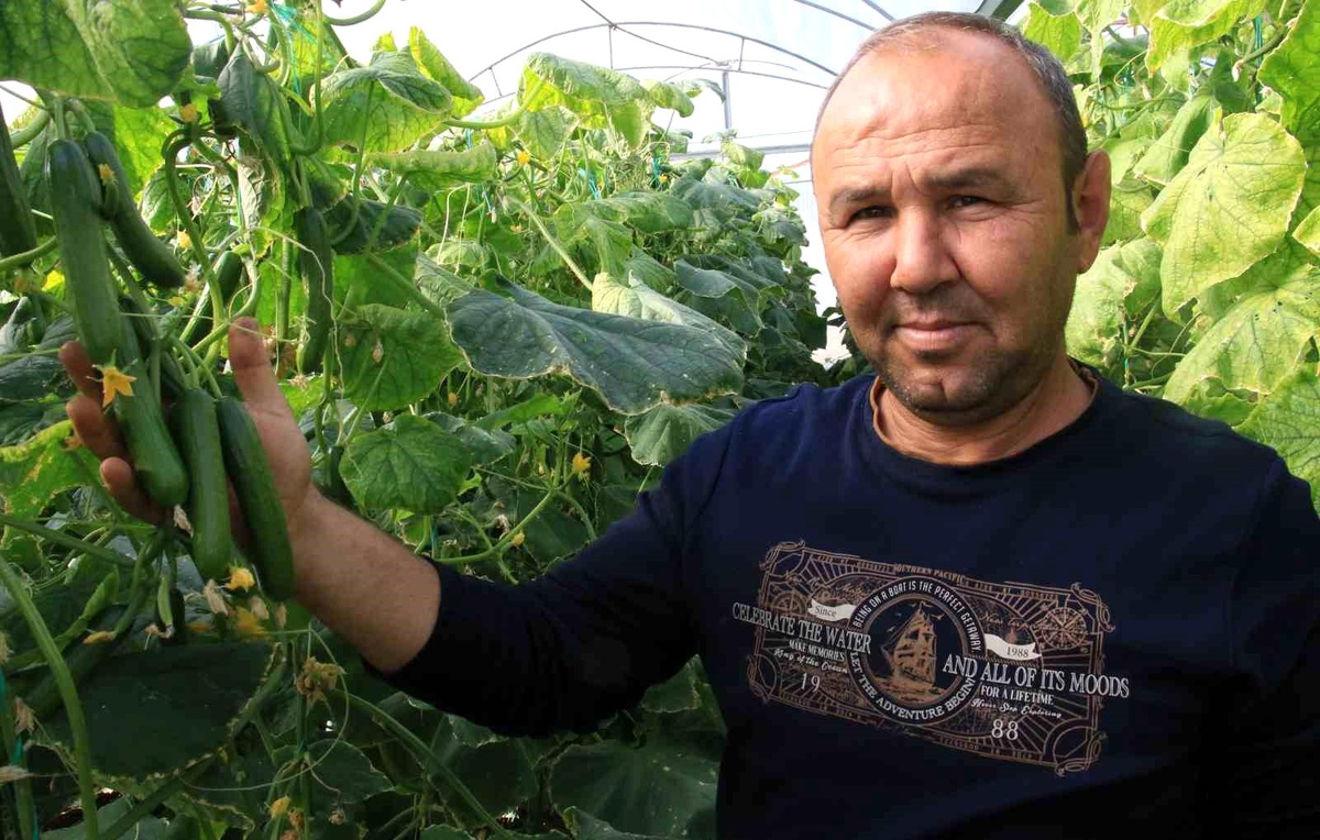 Mersin\'de Salatalık Fiyatları Yüzleri Güldürdü