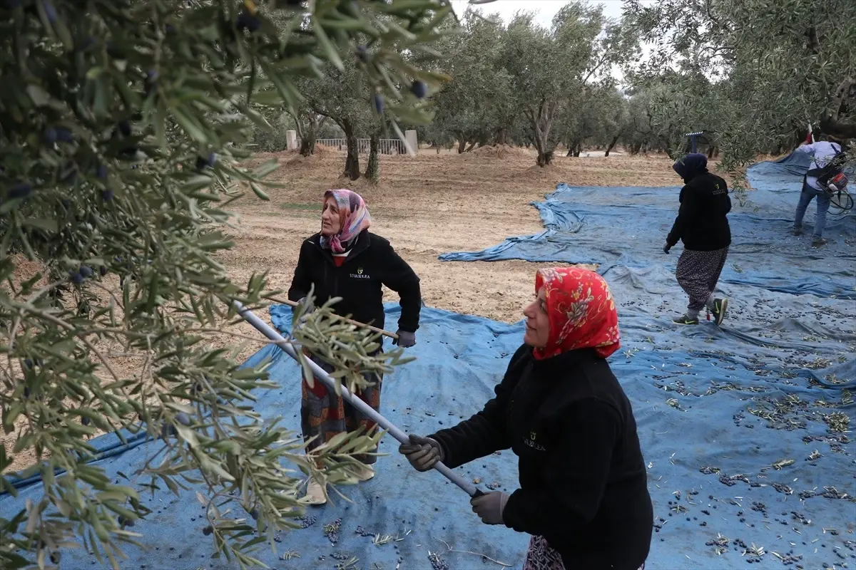 Şarköy\'de Zeytin Hasadı Coşkusu