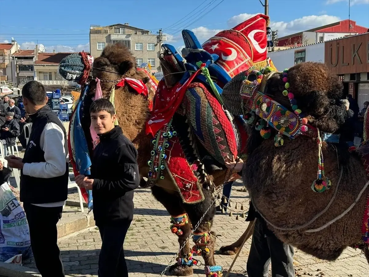 Çan\'da Deve Güreşi Sezonu Başladı