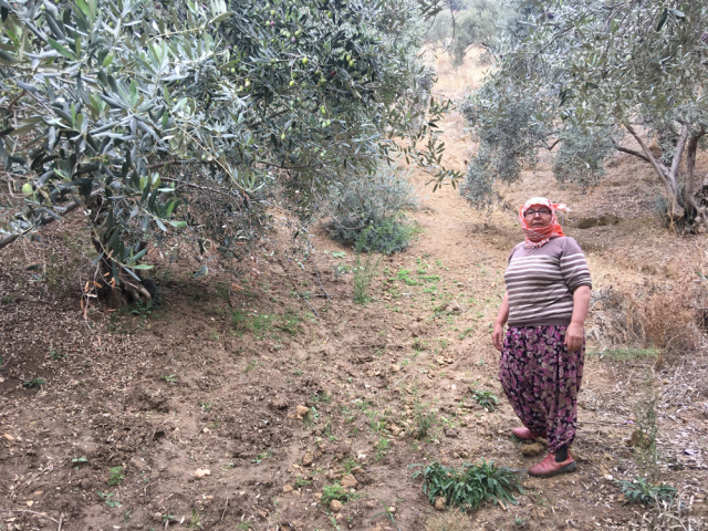 Zeytin Hasadı İçin İşçi Bulunamıyor: Günlük 3 Bin TL Yevmiye Yetmiyor