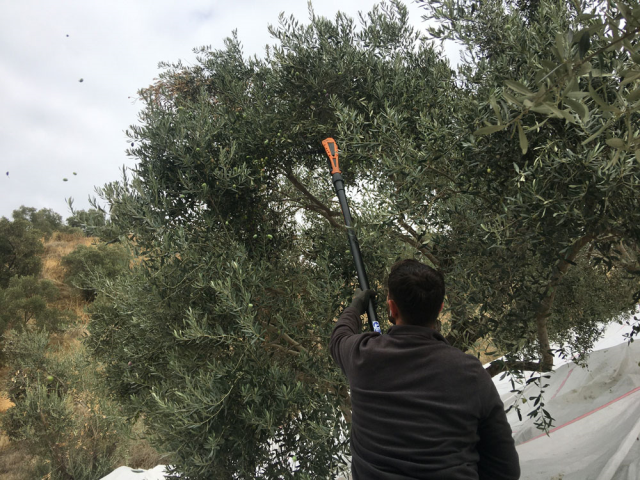 Zeytin Hasadı İçin İşçi Bulunamıyor: Günlük 3 Bin TL Yevmiye Yetmiyor