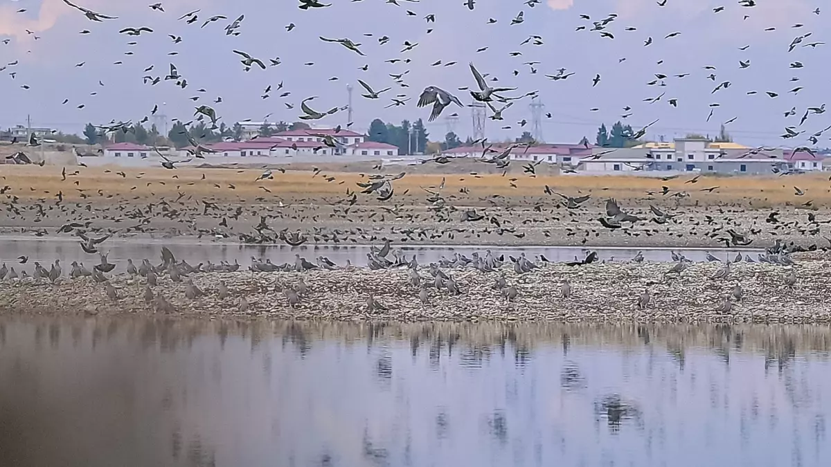 Diyarbakır\'daki Kabaklı Göleti\'nde Kuş Cenneti Yeniden Canlanıyor