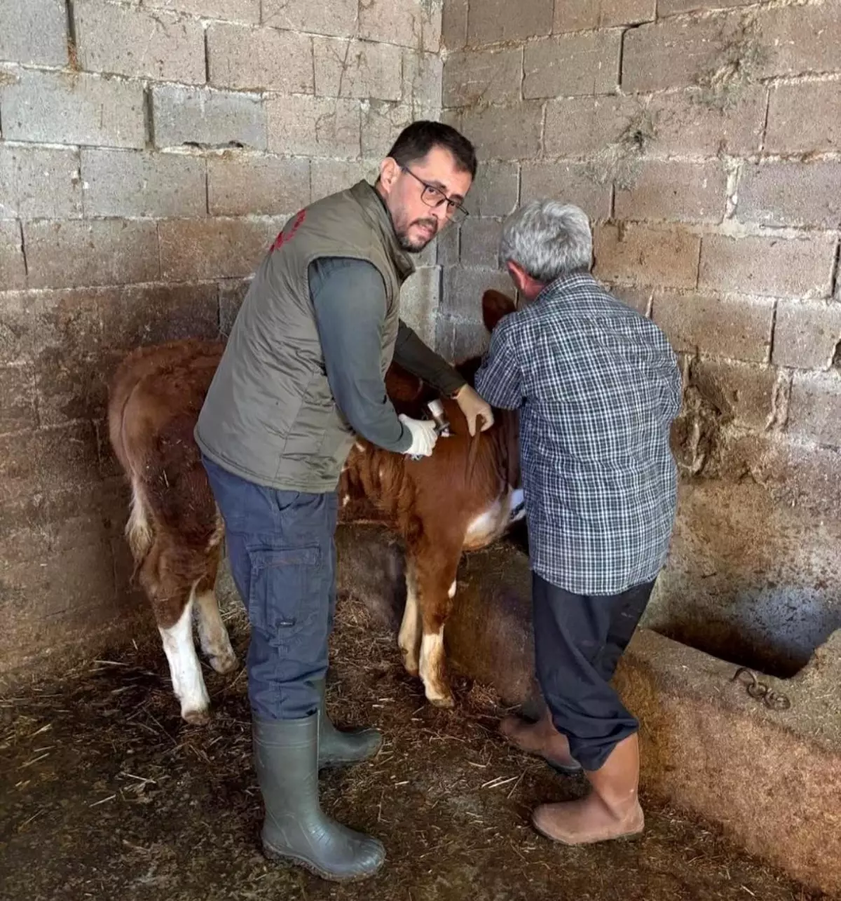 Gazipaşa\'da Hayvan Aşılama Çalışmaları Hız Kesmeden Devam Ediyor