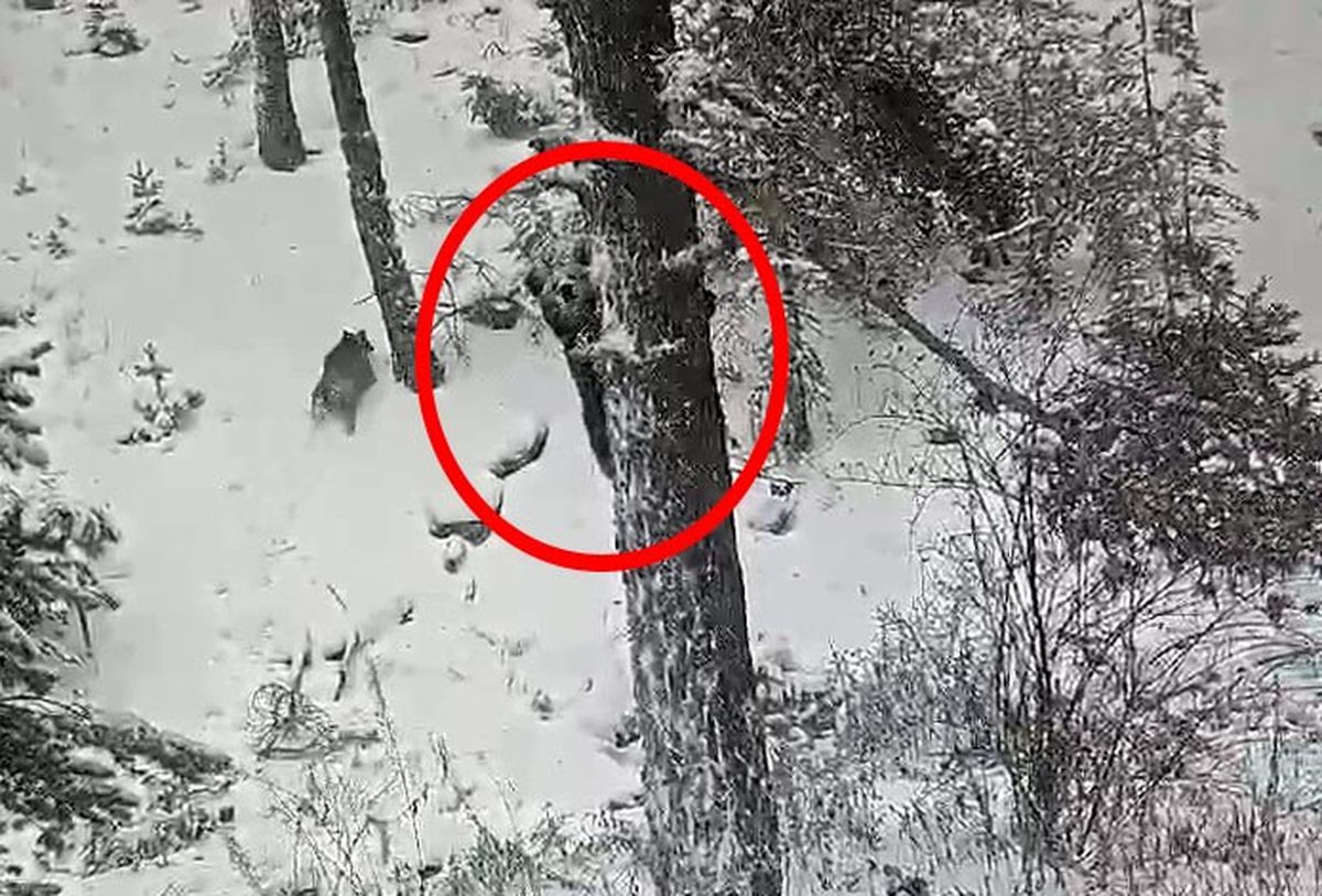 Kıbrıscık\'ta Kış Uykusuna Yatmayan Bozayı ve Yavrusu Kamerada