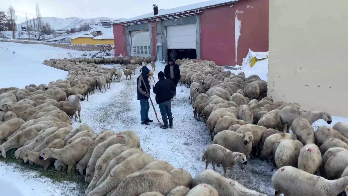 Sivas\'ta Kar Yağışı Nedeniyle Mahsur Kalan Çoban ve Koyunlar Kurtarıldı