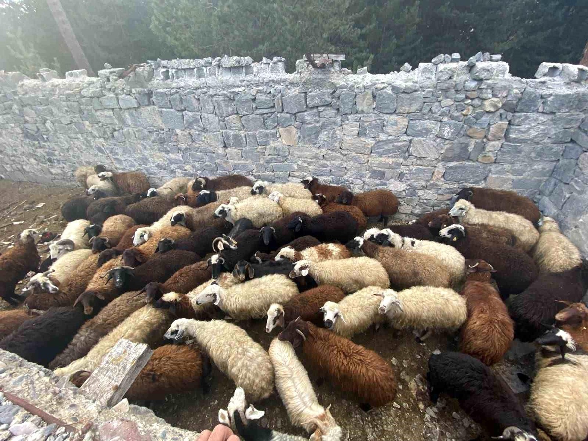 Sarıkamış\'ta maskeli hırsızlar tarafından çalınan hayvanlar bulundu