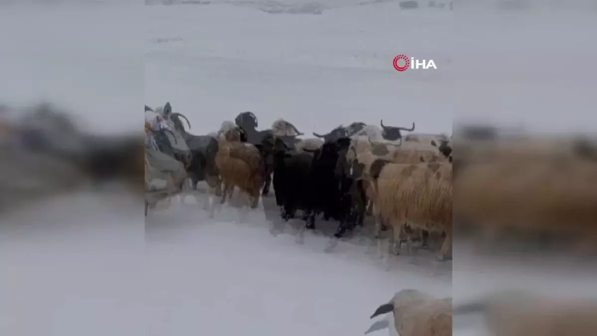 Koyunlar Kar ve Tipiye Yakalandı