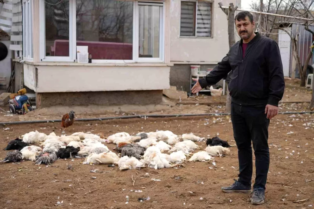 Sokak Köpekleri Tavukları Telef Etti