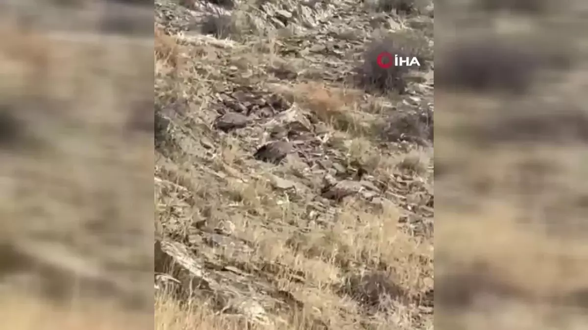 Yüksekova\'da Akbaba Sürüsü Görüntülendi