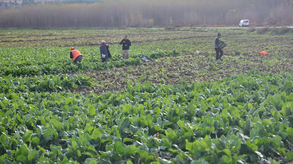 8 bin yıllık bahçede son hasat: Demeti 6 TL\'den satılıyor