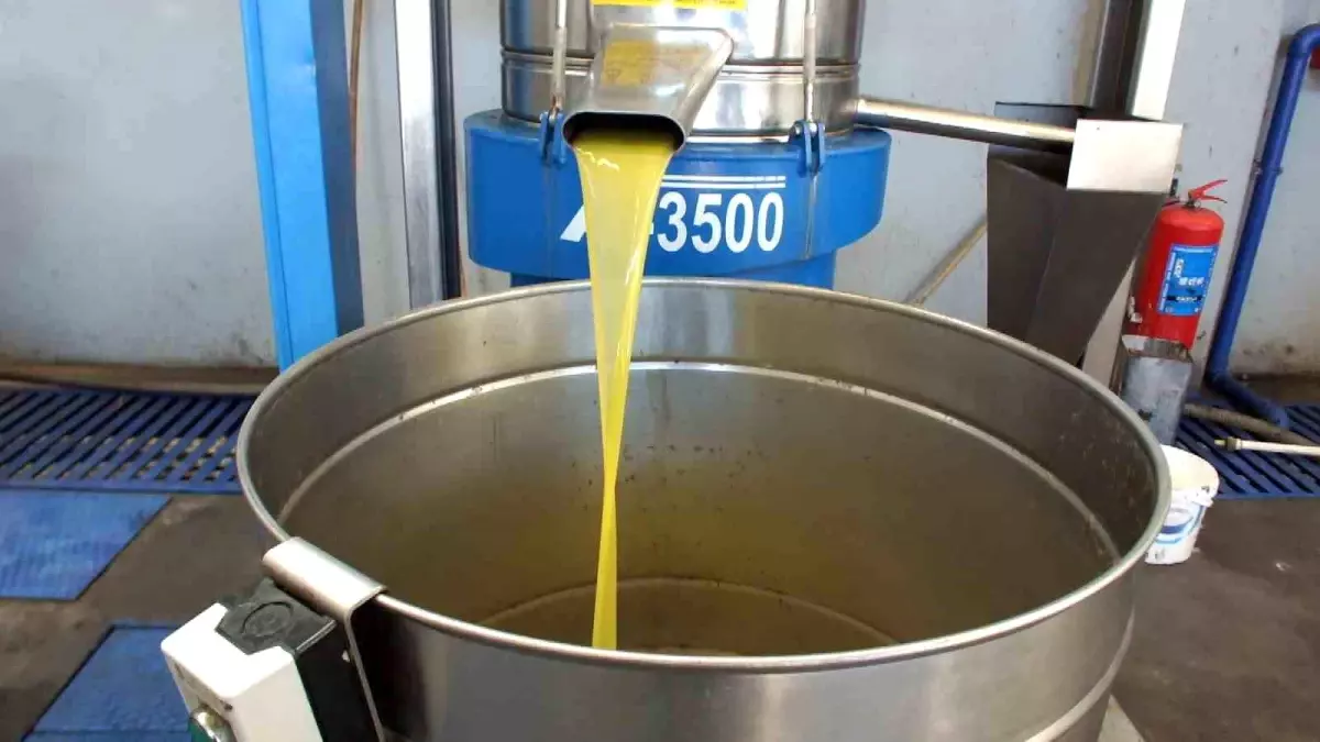 Burhaniye\'de Zeytin Hasadı Kuraklık ve Lodosla Zorlaştı