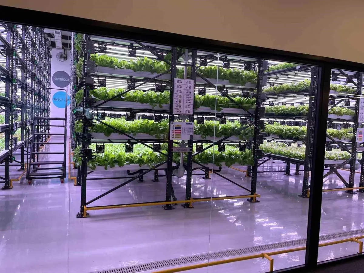 Çorlu\'da Dikey Sera ile İlk Hasat