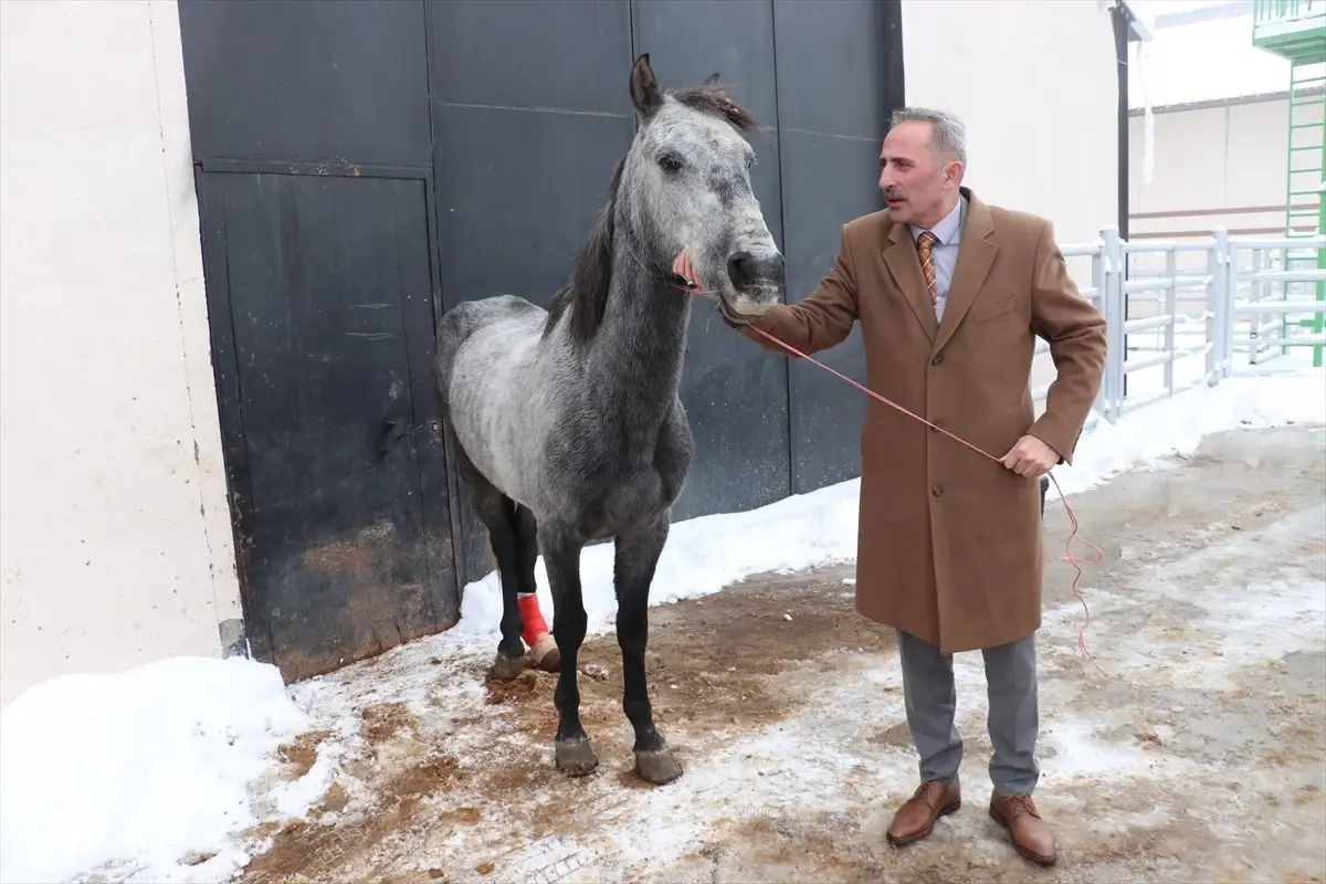 Erzurum\'da Dondurulmuş At İfadesi Yanlış, Kırığı Var