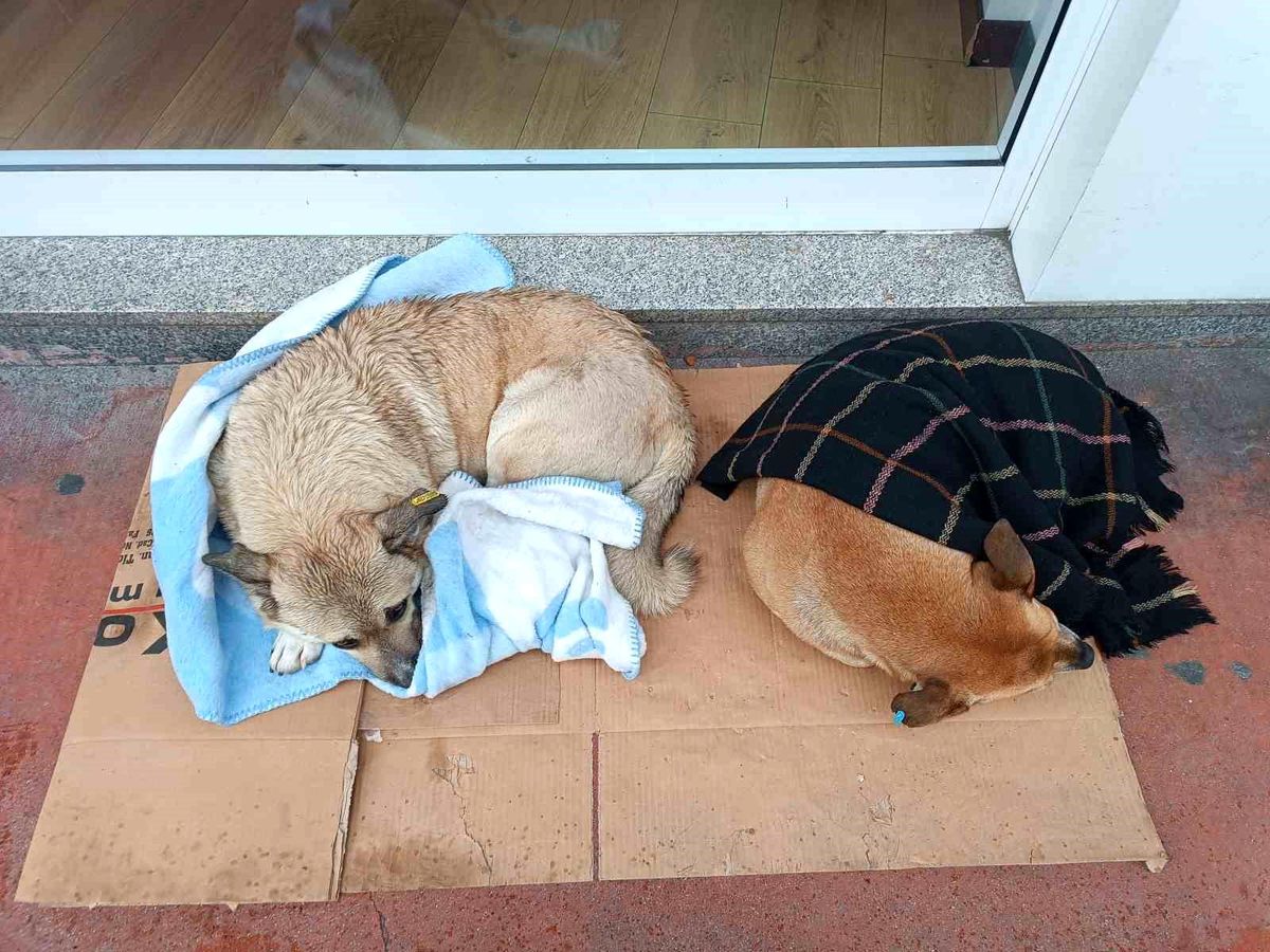 Samsun\'da Esnaftan Sokak Köpeklerine Şal Desteği
