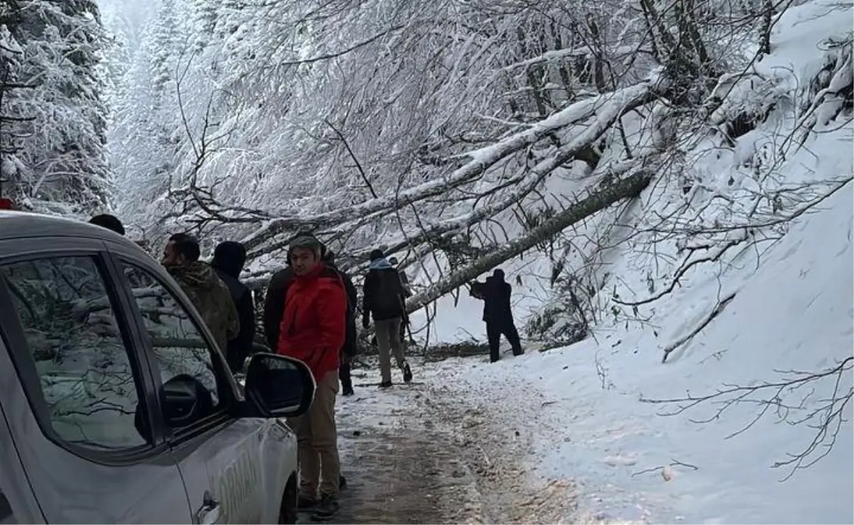 Gölcük Tabiat Parkı Yolunda Ağaç Devrildi