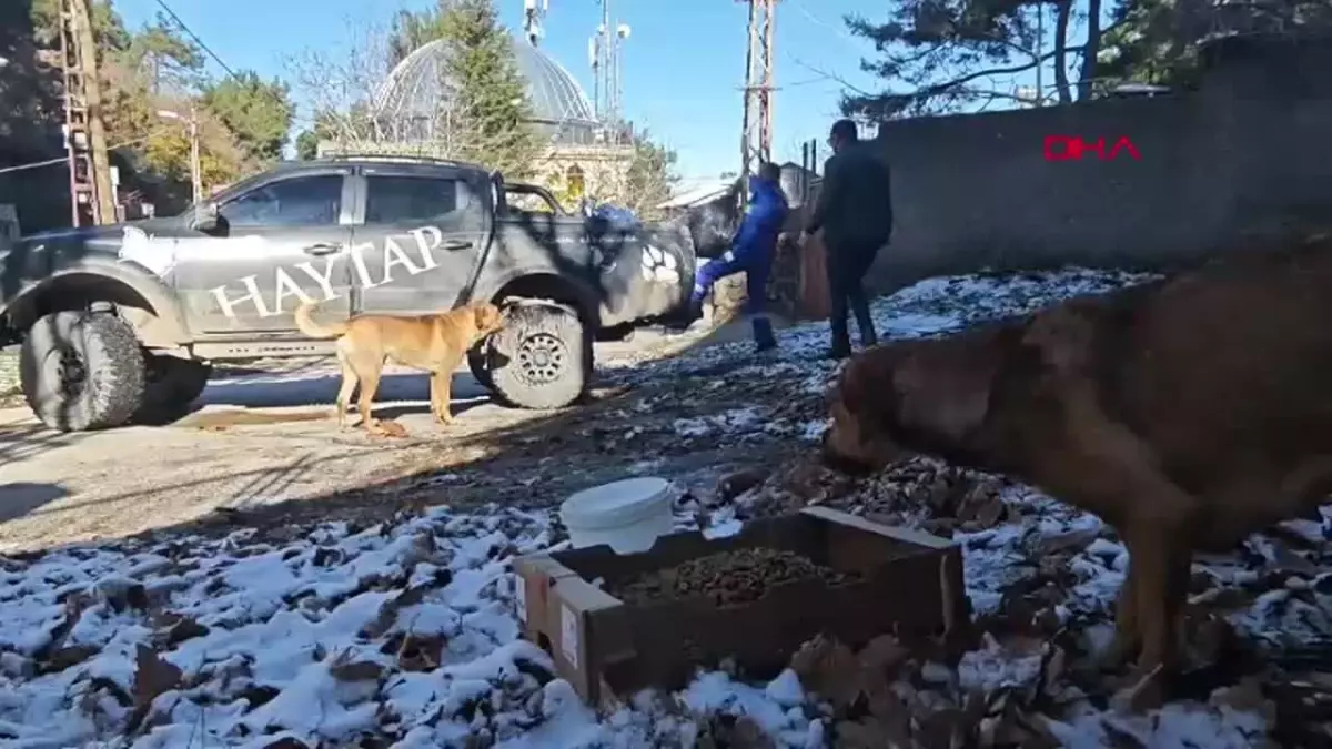 Osmaniye\'de Sahipsiz Hayvanlara Kış Destekliği