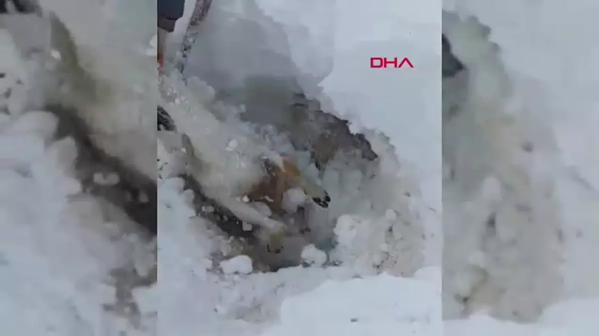 Malatya\'da Kar Yağışı Küçükbaş Hayvanlara Zarar Verdi