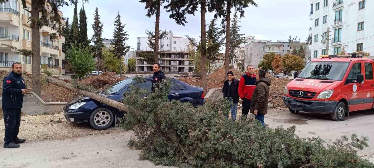 Rüzgar Ağaçı Devrildi