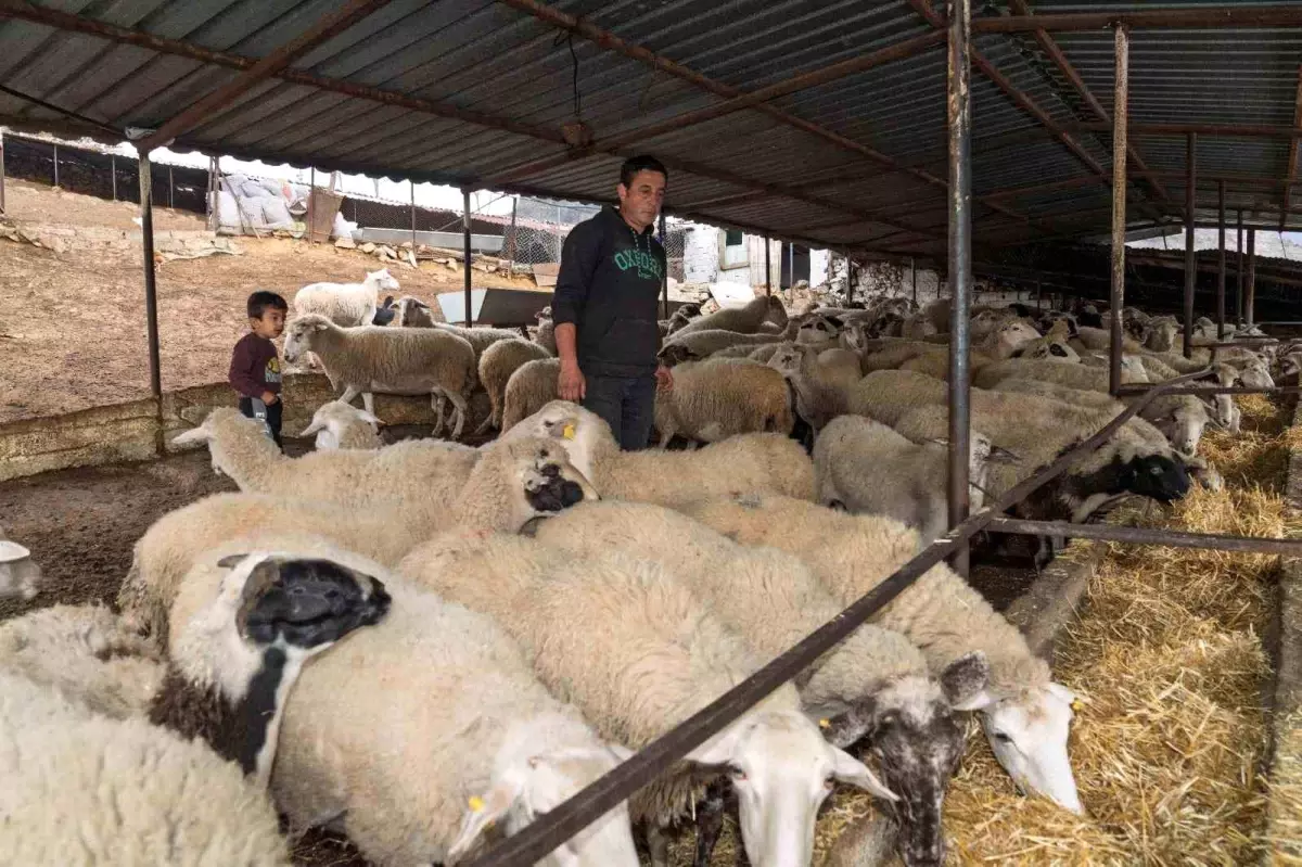 İzmir\'de Yangın Mağduru Çiftçilere Yem Desteği