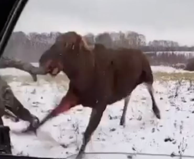 Yaralı geyik, avcıyı hastanelik etti