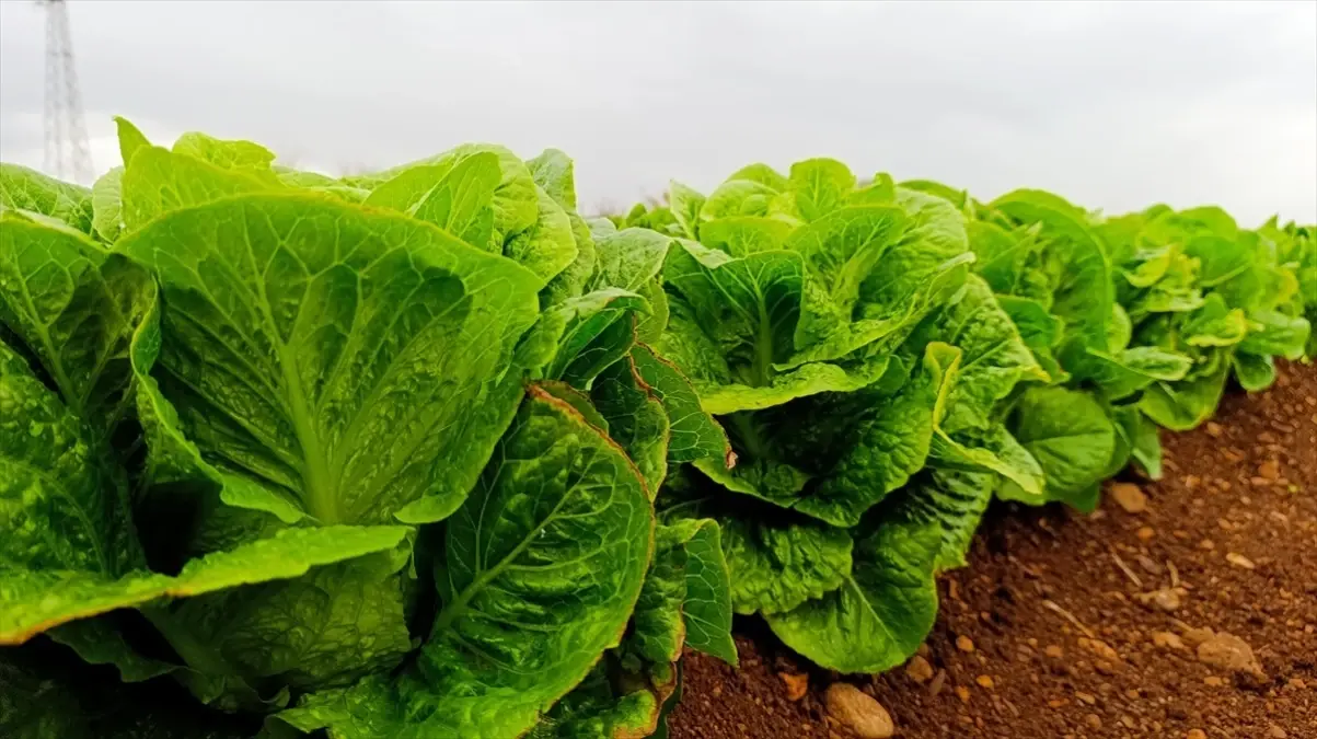 Adıyaman\'da Marul Hasadı Başladı