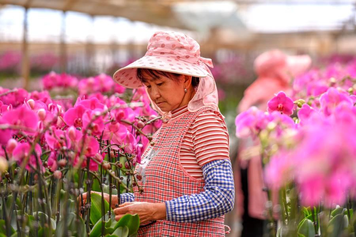 Yunnan, Yeni Yıl Çiçekleriyle Dolu