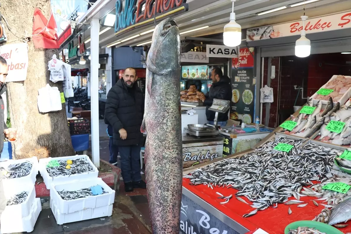 Amasya\'da 50 Kilogramlık Yayın Balığı Yakalandı